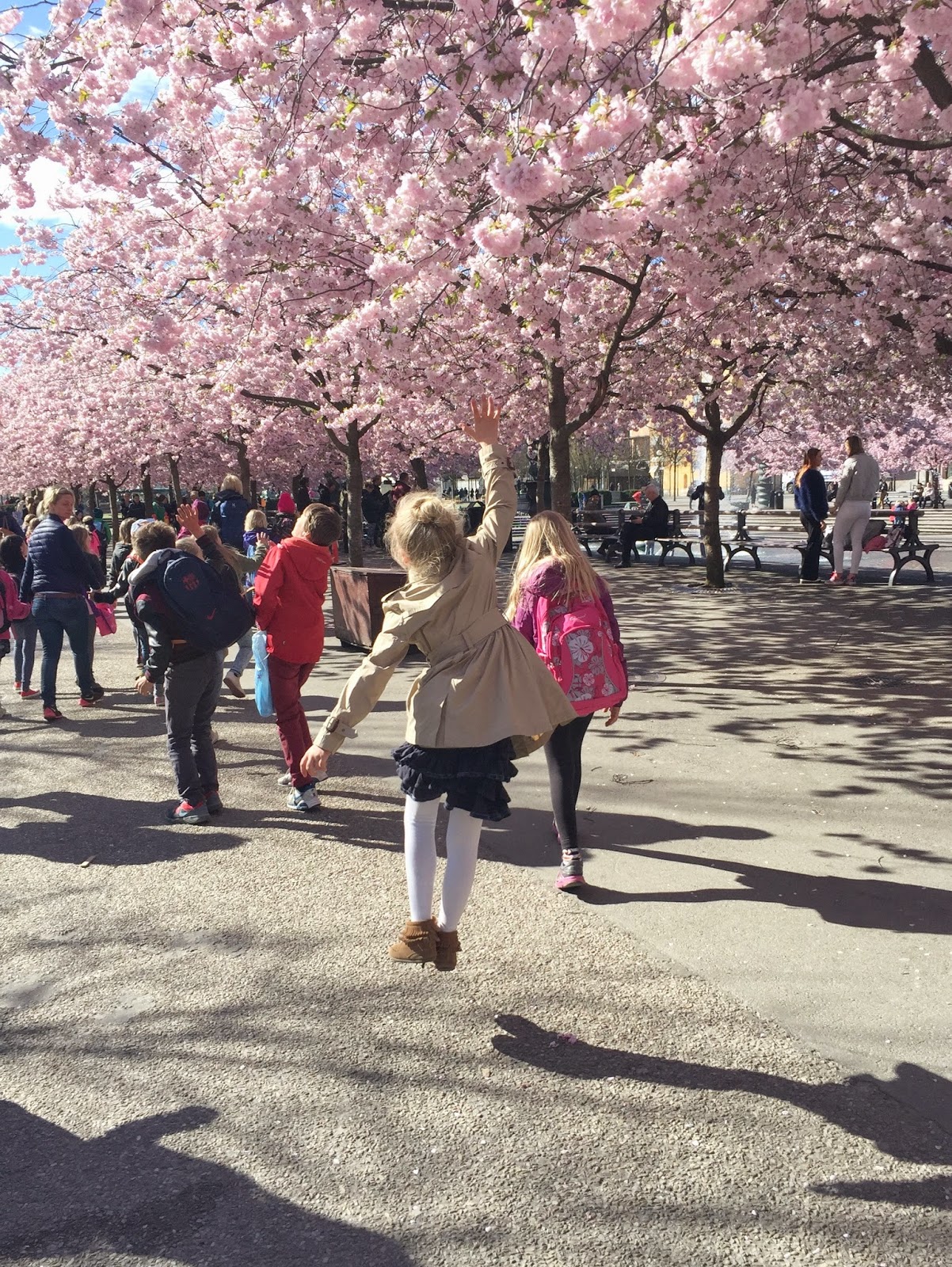 Körsbärsblom och den kungliga operan med ängel no 1