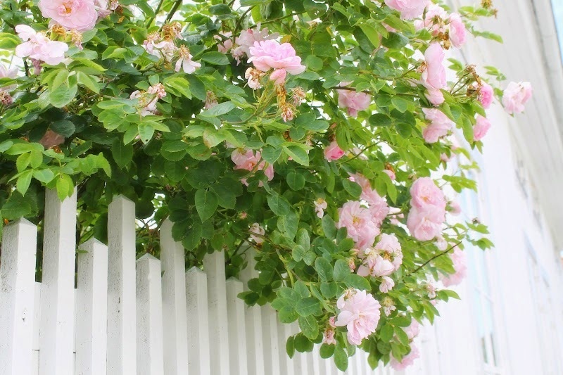 Marstrandsstaket och mumsig banankaka...