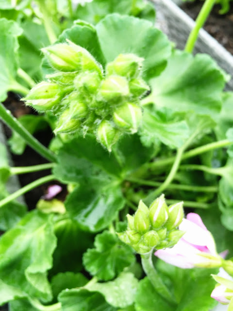 Clueless och pelargoner...