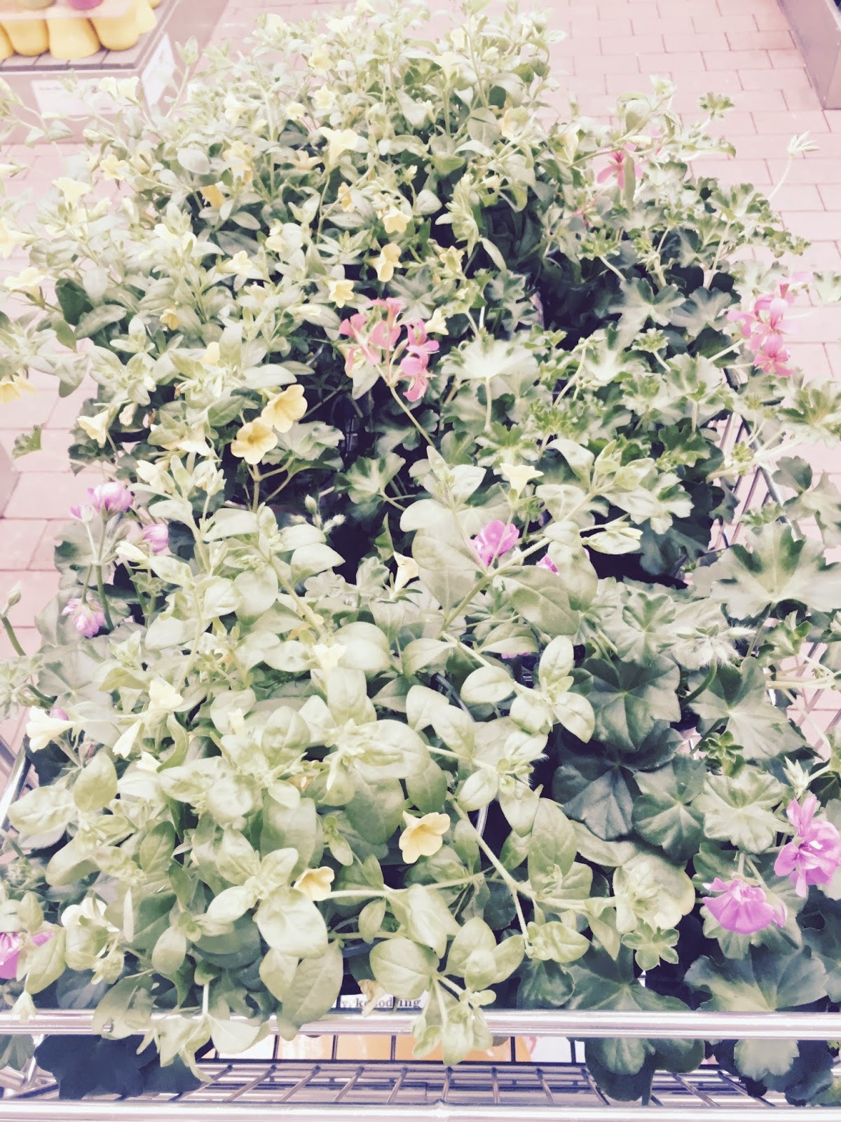 Söndag i trädgården...