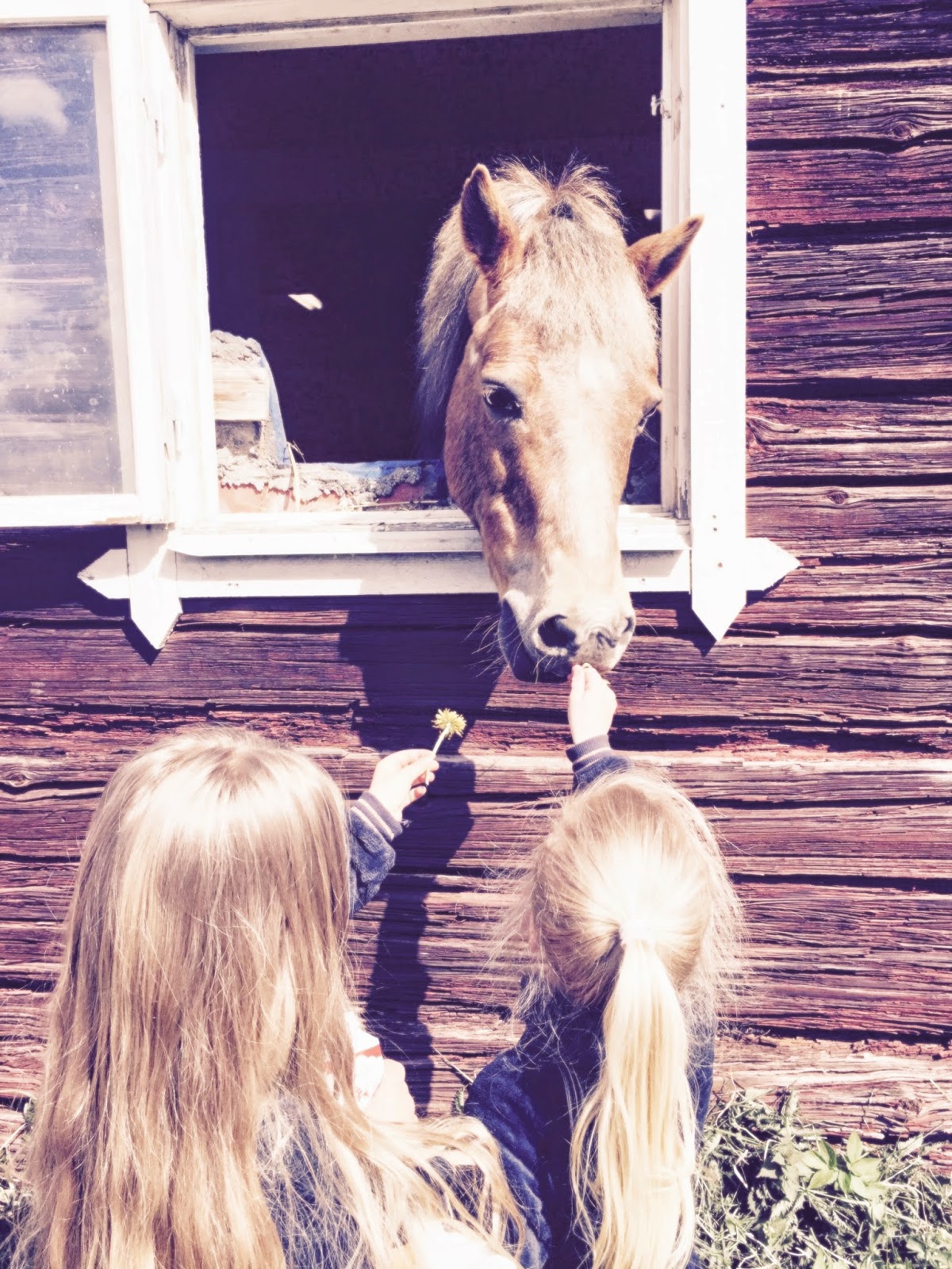 Årliga kosläppet i Kårsta...