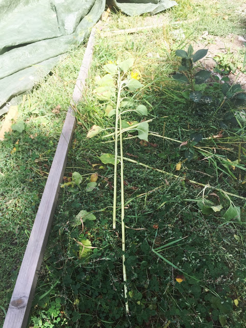 Mållinjen, slutspurt, stressnivån höjs en smula...