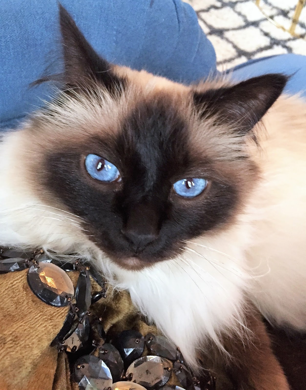 LE PETIT PRINCE OCH JAG