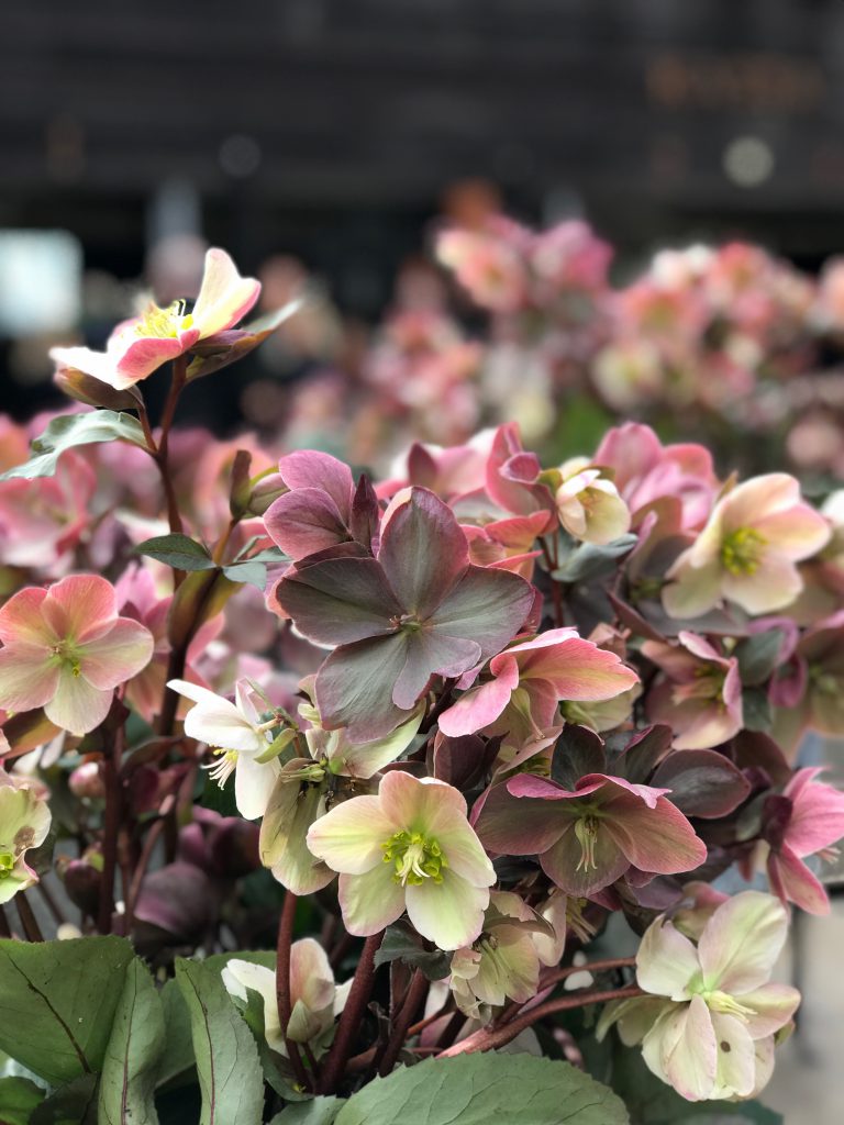 Ännu ett projekt sätts i rullning