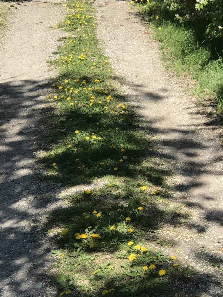 Äntligen satsar vi på trädgården