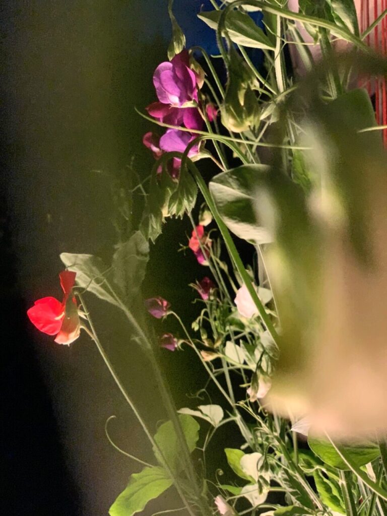 Luktärter och trädgårdsmys