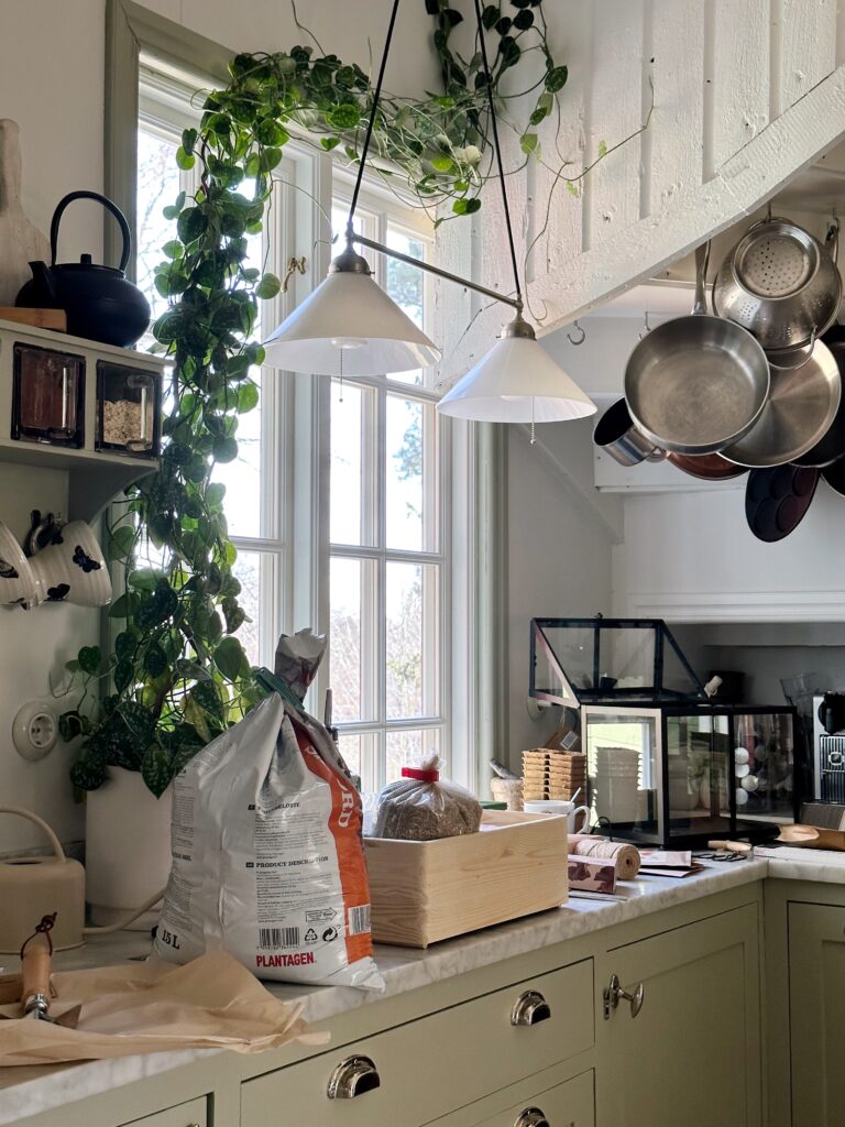 Blomsterfest i köket - Dags att så luktärter och få ner dahliaknölarna i sina påsar