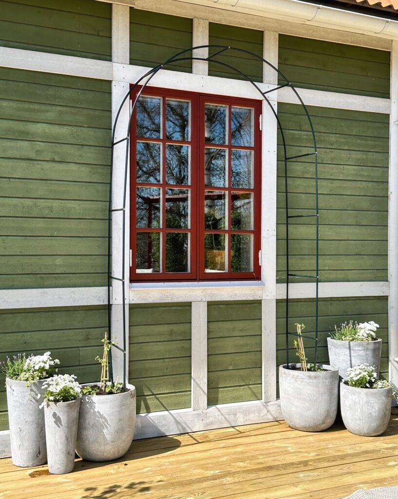 Plantera Klematis i kruka – En superenkel guide 🌸